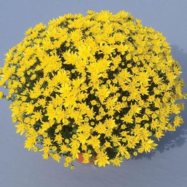 Mum, Yellow Conaco Yellow - View 26 from www redcrocus com