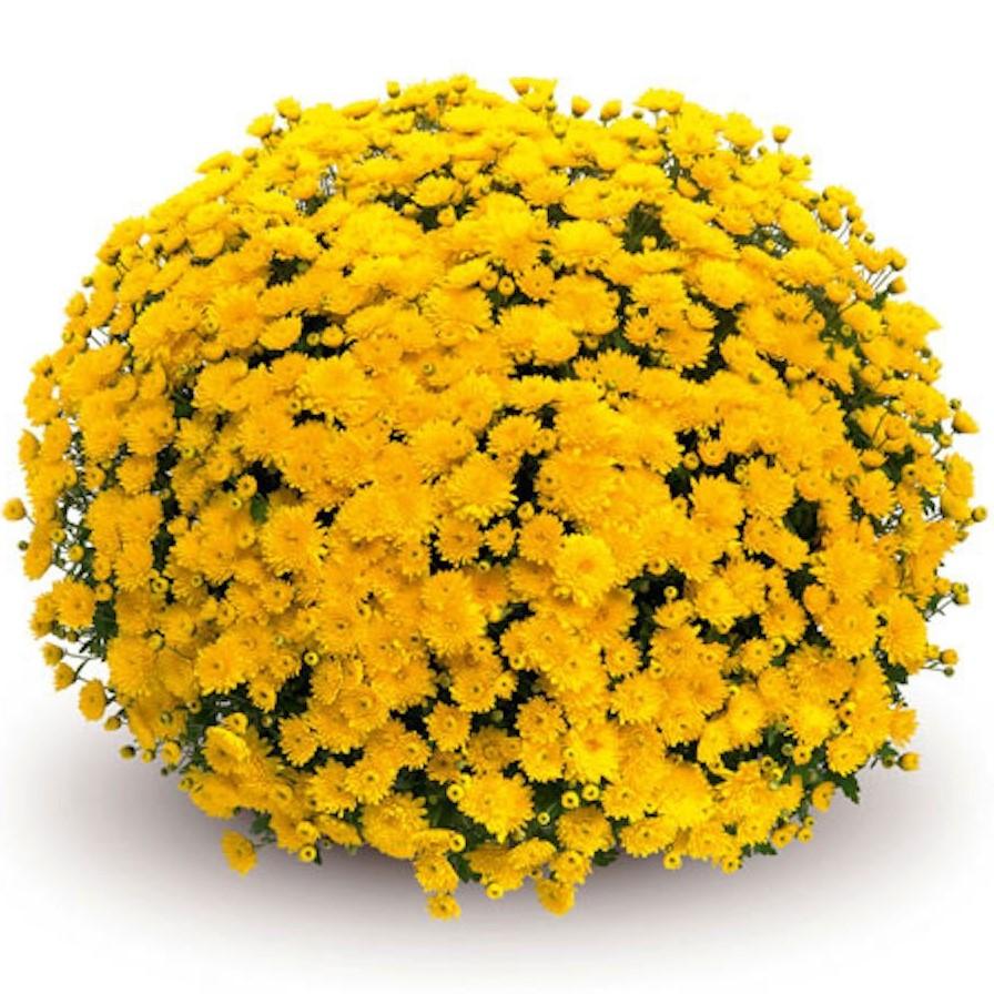 Mum, Yellow Conaco Yellow - View 30 from www redcrocus com