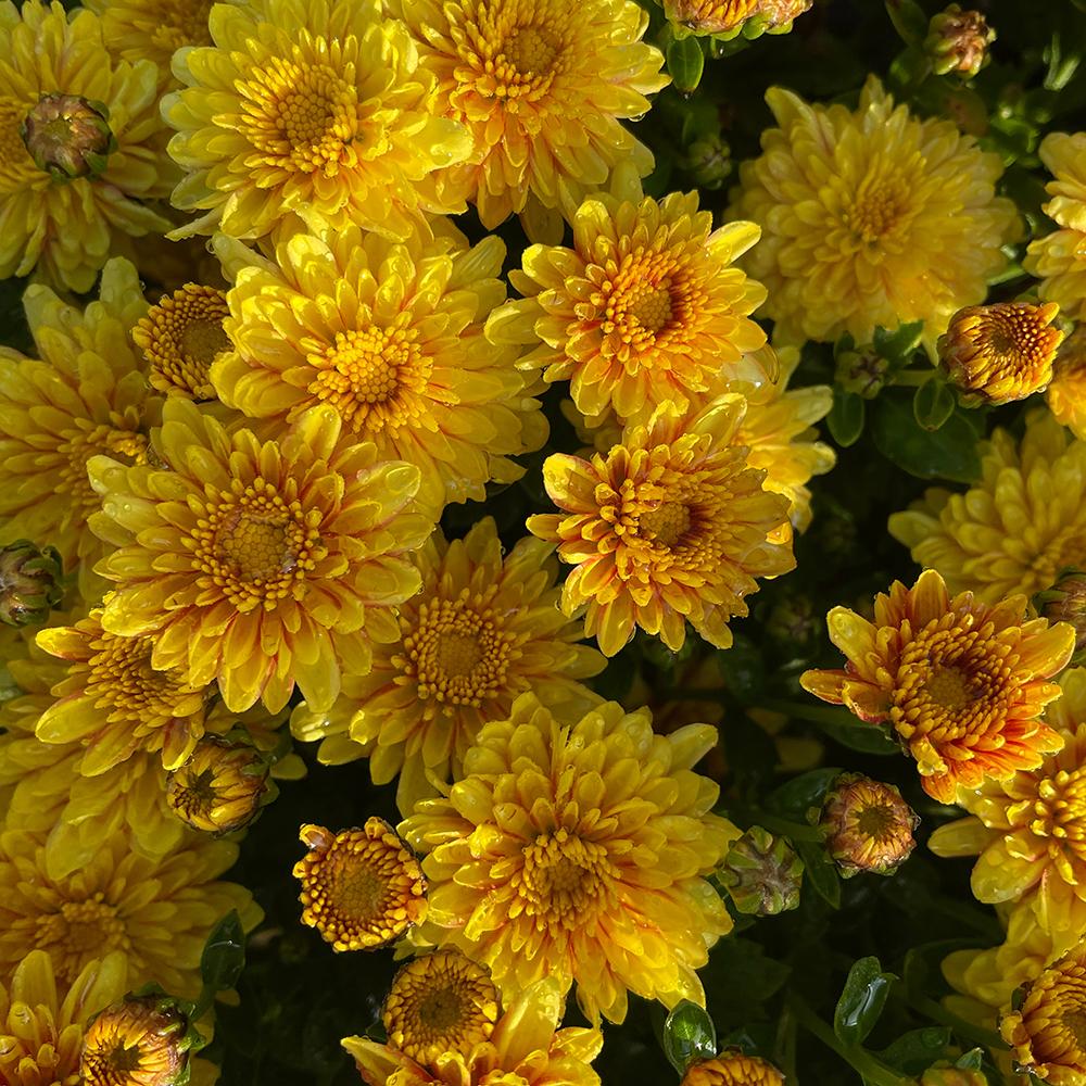 Mum, Yellow Conaco Yellow - View 7 from www redcrocus com
