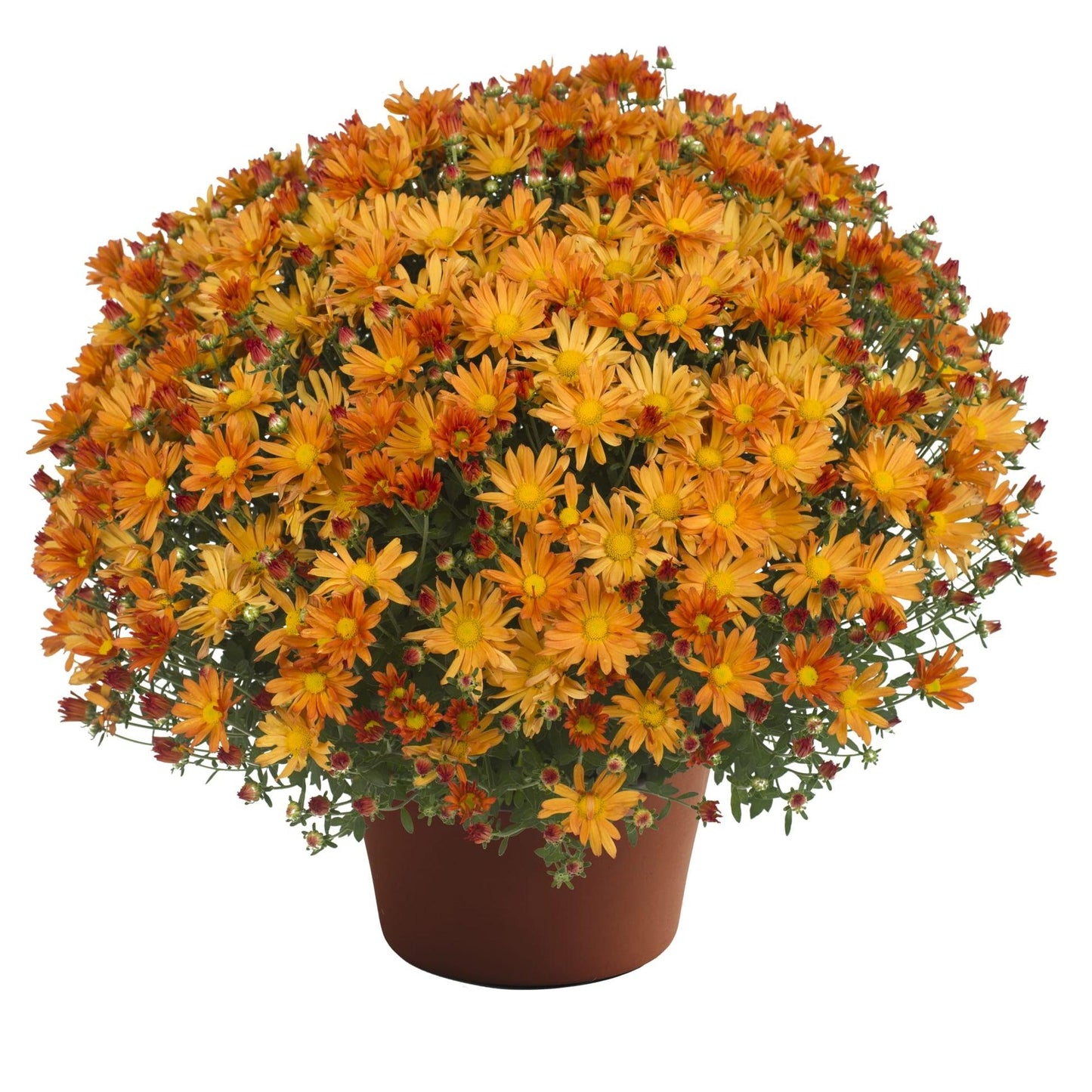 Mum, Orange Fonti Orange - View 13 from www redcrocus com