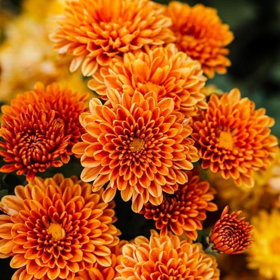 Mum, Orange Fonti Orange - View 16 from www redcrocus com