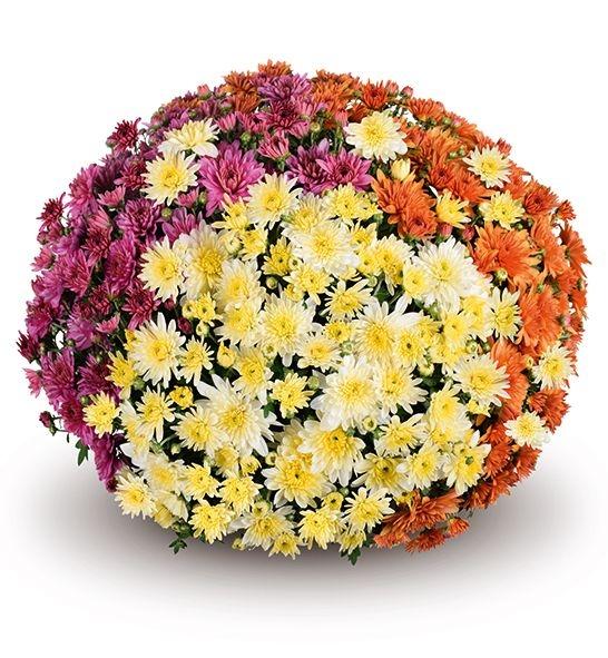 Mum Mix Fonti Dark Pink Orange Yellow - View 13 from www redcrocus com