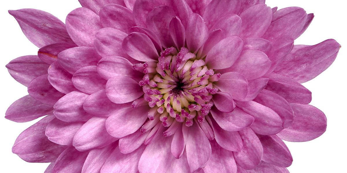 Mum Pink Tribeca Dark Pink - View 3 from www redcrocus com