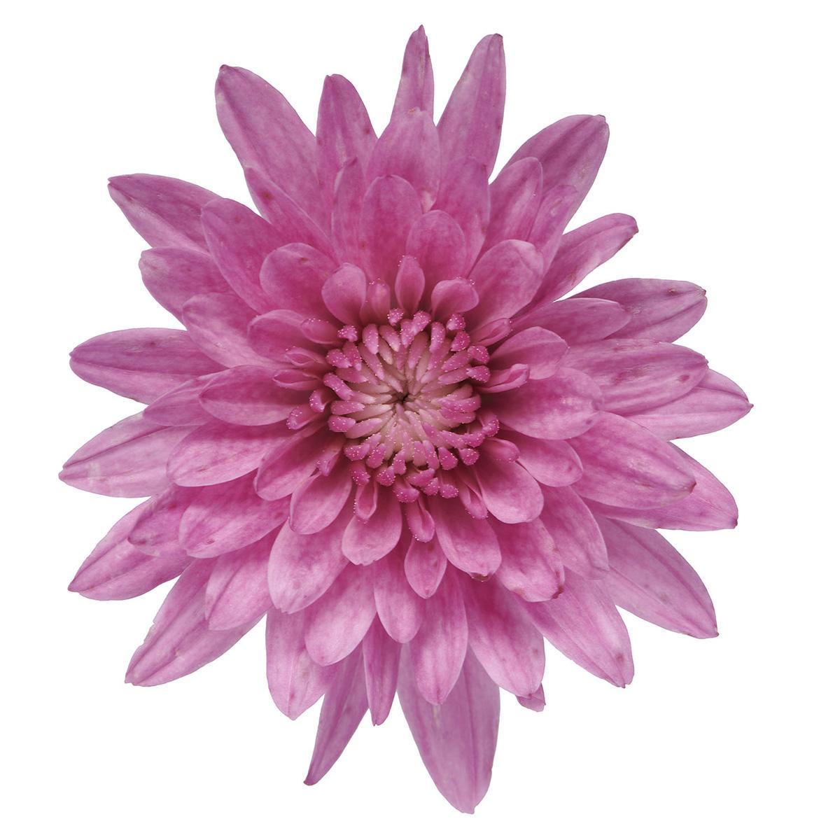Mum Pink Tribeca Dark Pink - View 5 from www redcrocus com