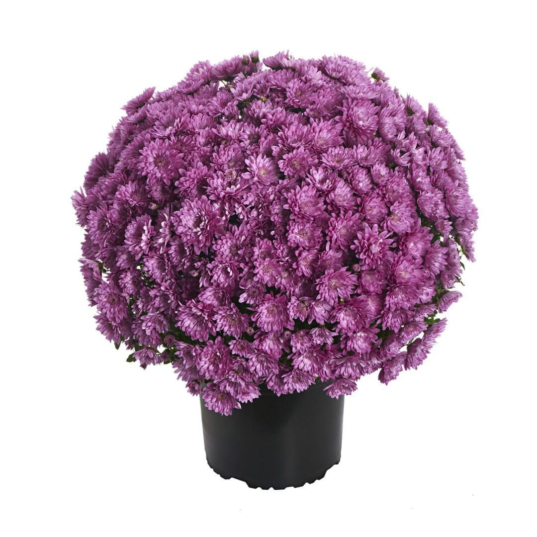 Mum Pink Tribeca Dark Pink - View 6 from www redcrocus com