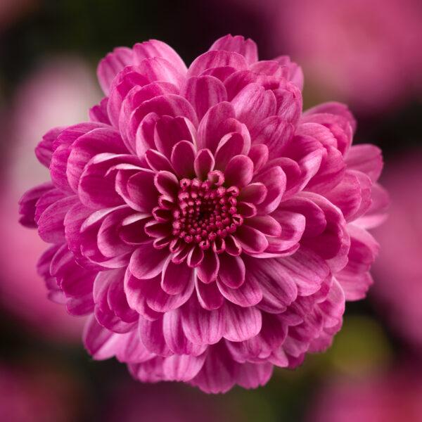 Mum Pink Tribeca Dark Pink - View 9 from www redcrocus com