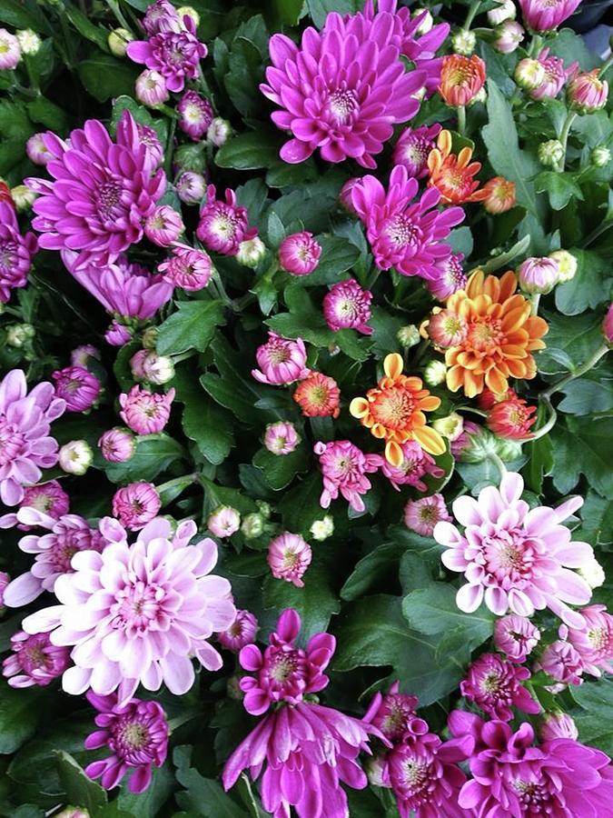 Mum Mix Tribeca Mix Orange Dark Pink White - View 10 from www redcrocus com