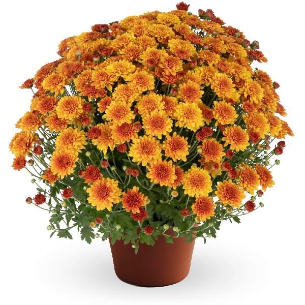Mum Mix Tribeca Mix Orange Dark Pink White - View 17 from www redcrocus com