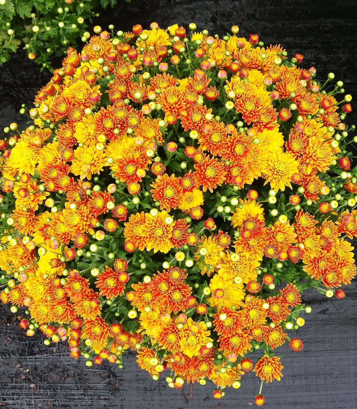 Mum Mix Tribeca Mix Orange Dark Pink White - View 3 from www redcrocus com