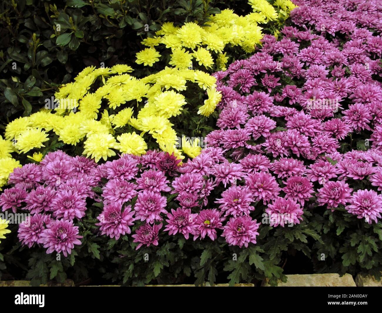 Mum Mix Tribeca Mix Orange Dark Pink White - View 4 from www redcrocus com