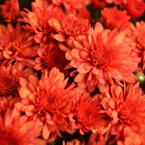 Mum Mix Tribeca Mix Orange Dark Pink White - View 8 from www redcrocus com