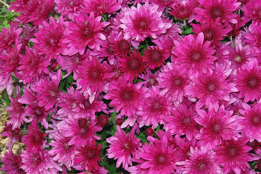 Mum Pink Valerie Fuchsia - View 12 from www redcrocus com