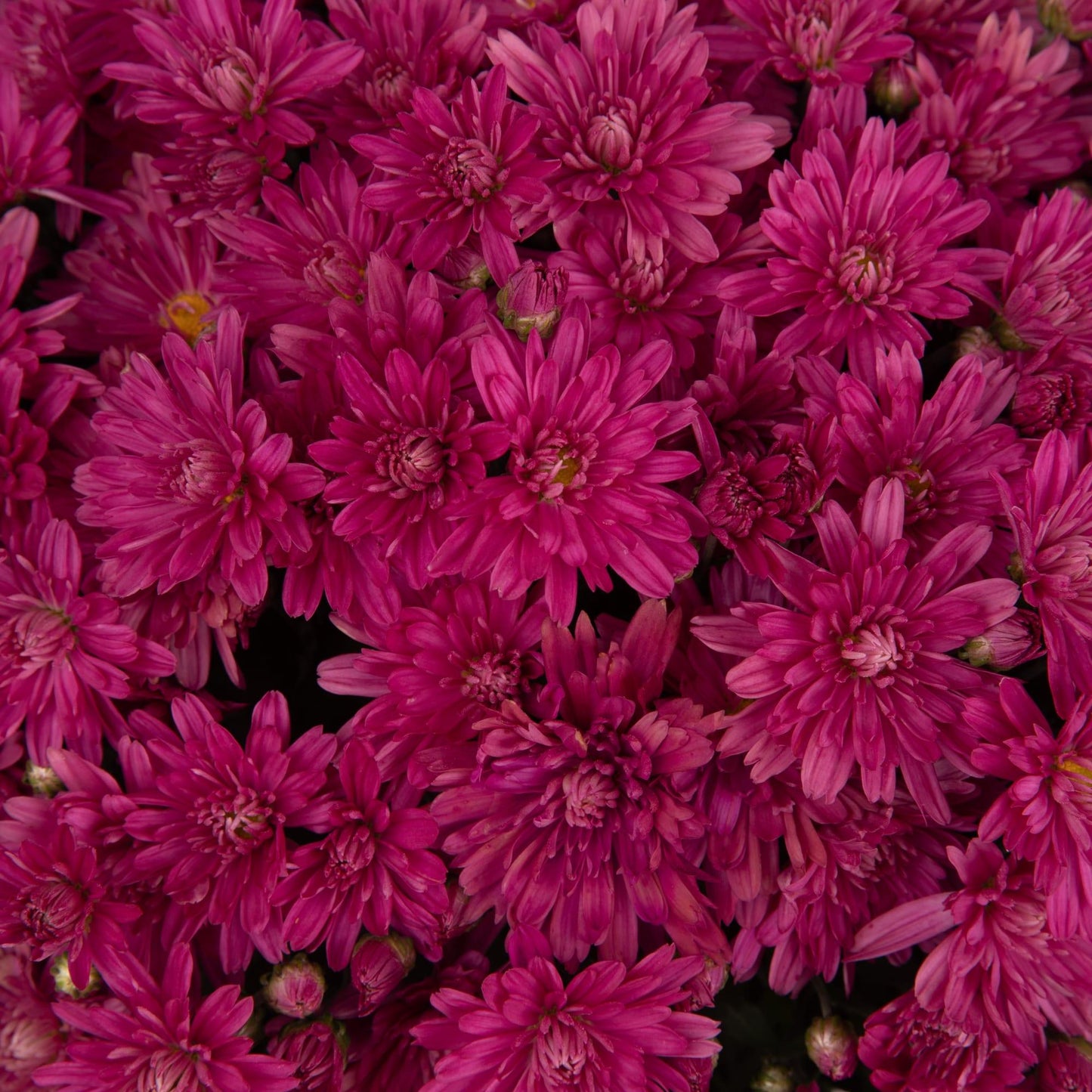Mum Pink Valerie Fuchsia - View 2 from www redcrocus com