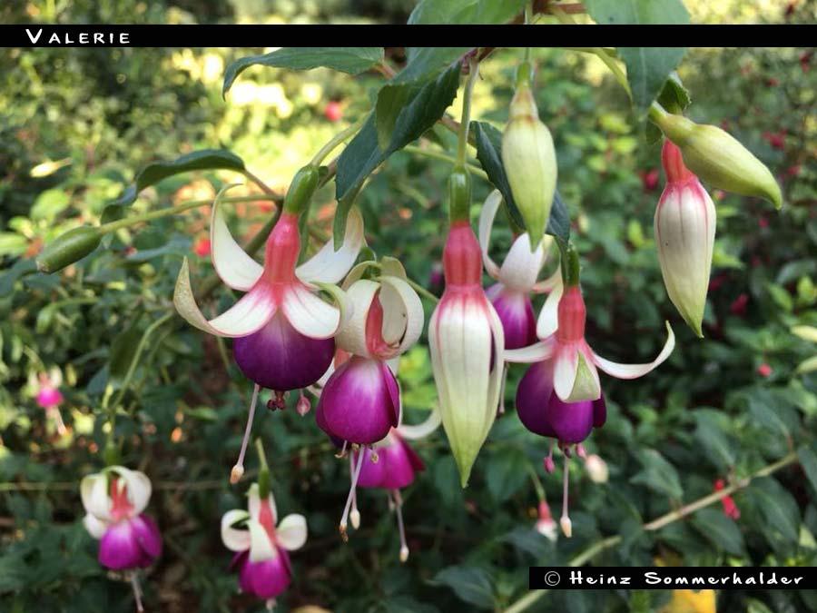 Mum Pink Valerie Fuchsia - View 8 from www redcrocus com