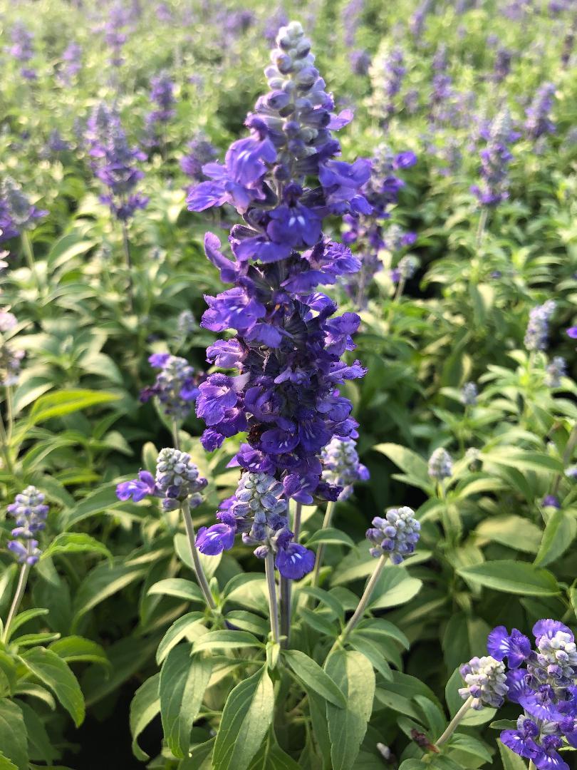 Salvia Farinacea Victoria Blue - View 15 from www redcrocus com