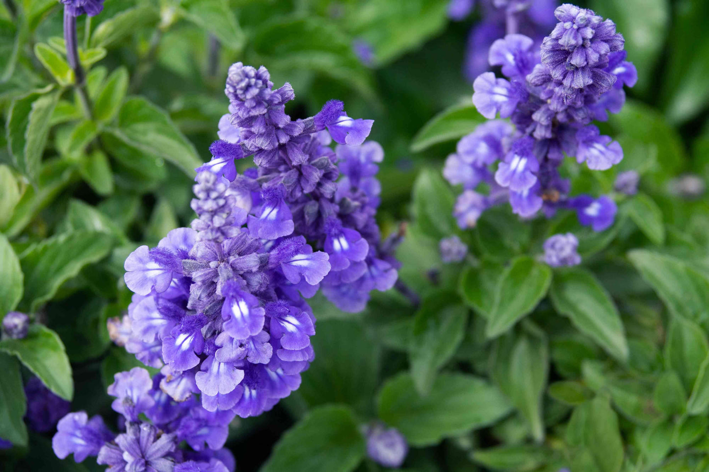 Salvia Farinacea Victoria Blue - View 8 from www redcrocus com