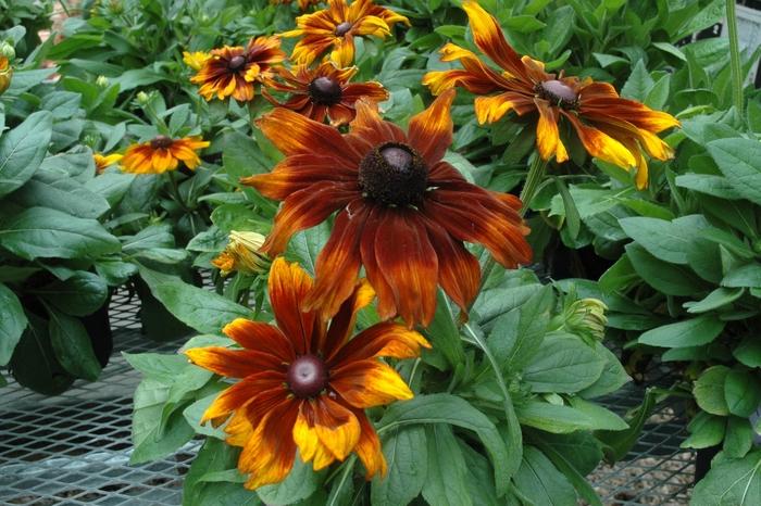 Rudbeckia Hirta Autumn Colors - View 11 from www redcrocus com