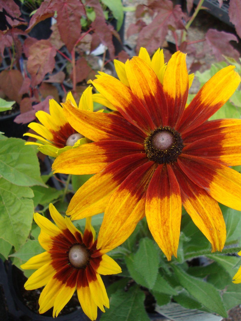 Rudbeckia Hirta Autumn Colors - View 14 from www redcrocus com