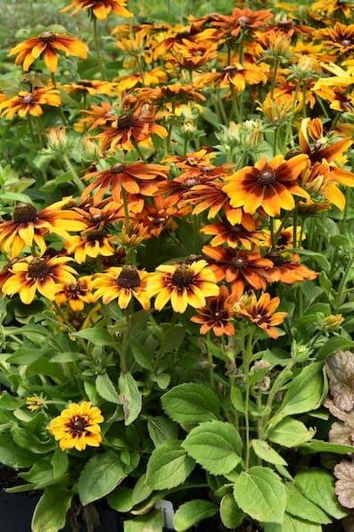 Rudbeckia Hirta Autumn Colors - View 15 from www redcrocus com