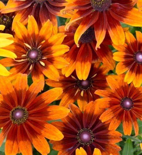 Rudbeckia Hirta Autumn Colors - View 18 from www redcrocus com