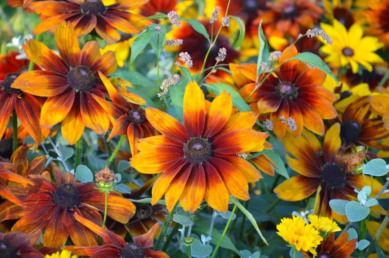 Rudbeckia Hirta Autumn Colors - View 3 from www redcrocus com