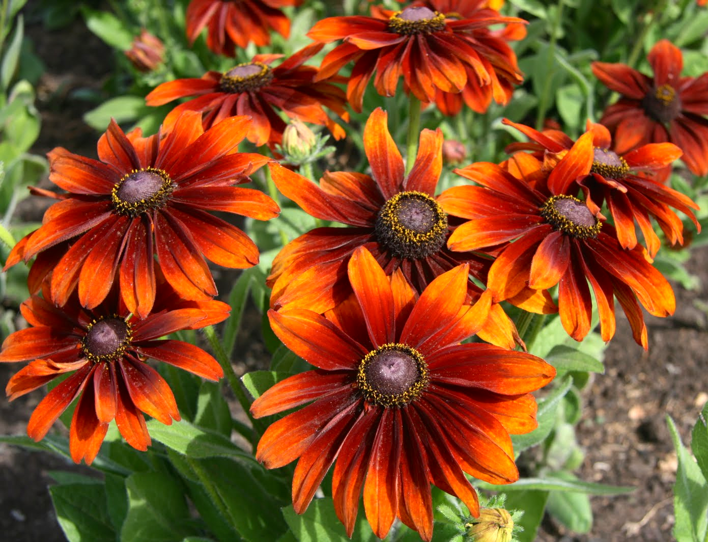 Rudbeckia Hirta Autumn Colors - View 6 from www redcrocus com