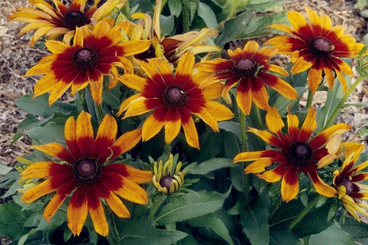 Rudbeckia Hirta Autumn Colors - View 7 from www redcrocus com