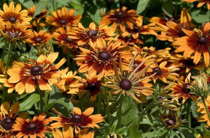 Rudbeckia Hirta Autumn Colors - View 9 from www redcrocus com