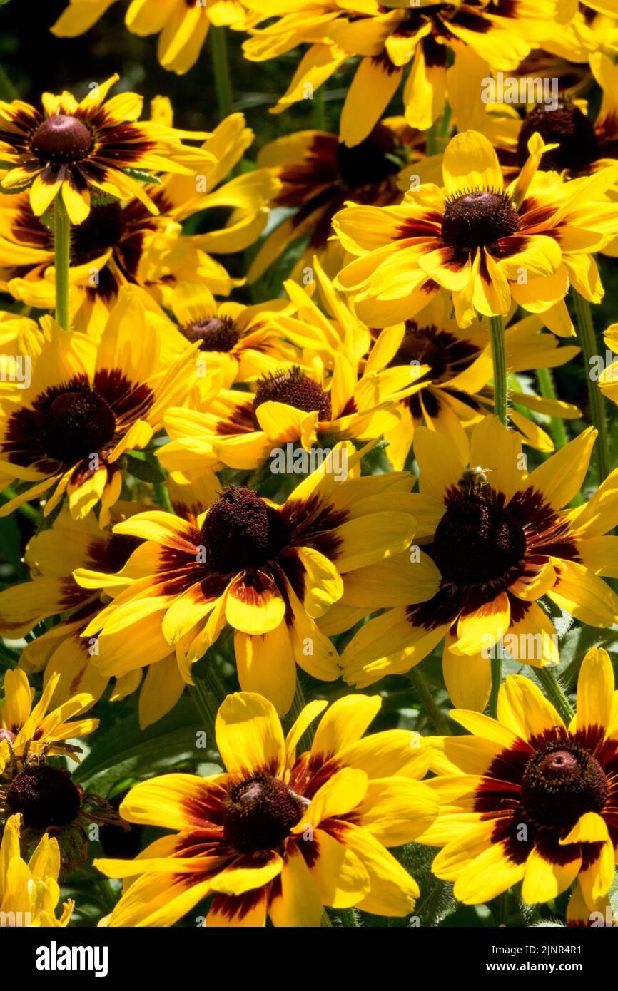 Rudbeckia Hirta Denver Daisy - View 10 from www redcrocus com