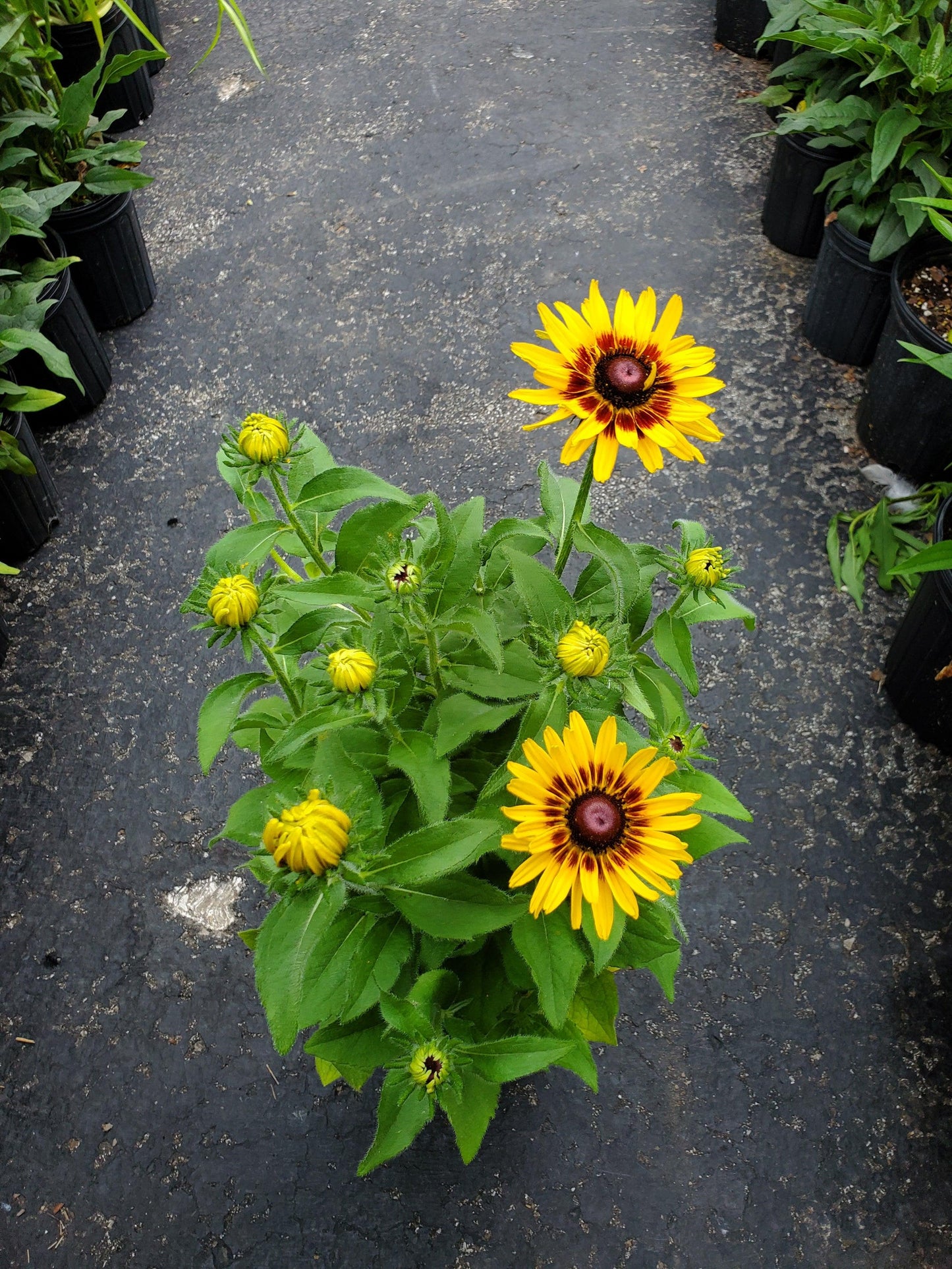 Rudbeckia Hirta Denver Daisy - View 11 from www redcrocus com
