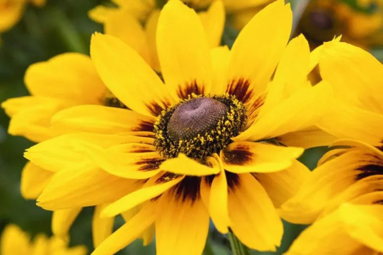 Rudbeckia Hirta Denver Daisy - View 12 from www redcrocus com