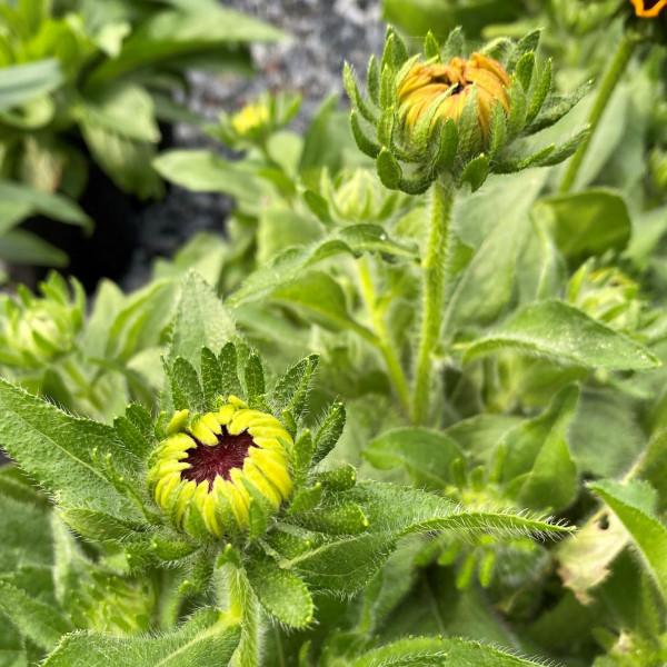 Rudbeckia Hirta Denver Daisy - View 14 from www redcrocus com