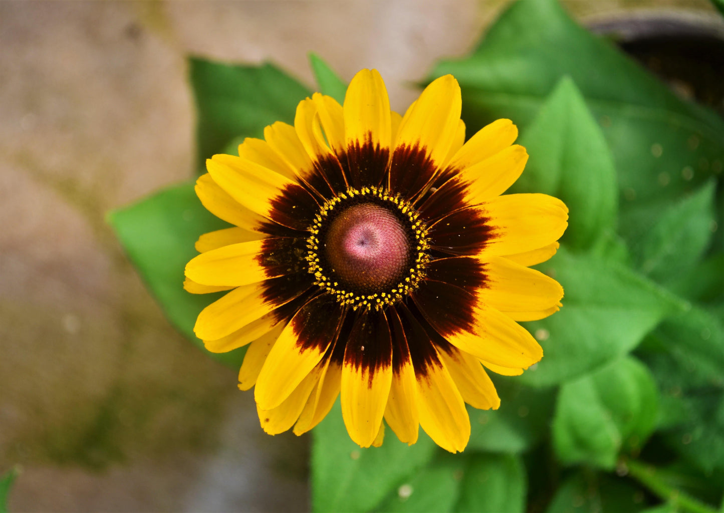 Rudbeckia Hirta Denver Daisy - View 15 from www redcrocus com