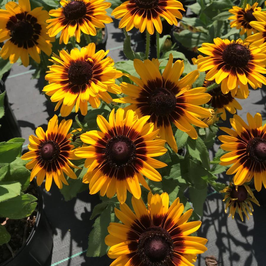 Rudbeckia Hirta Denver Daisy - View 2 from www redcrocus com