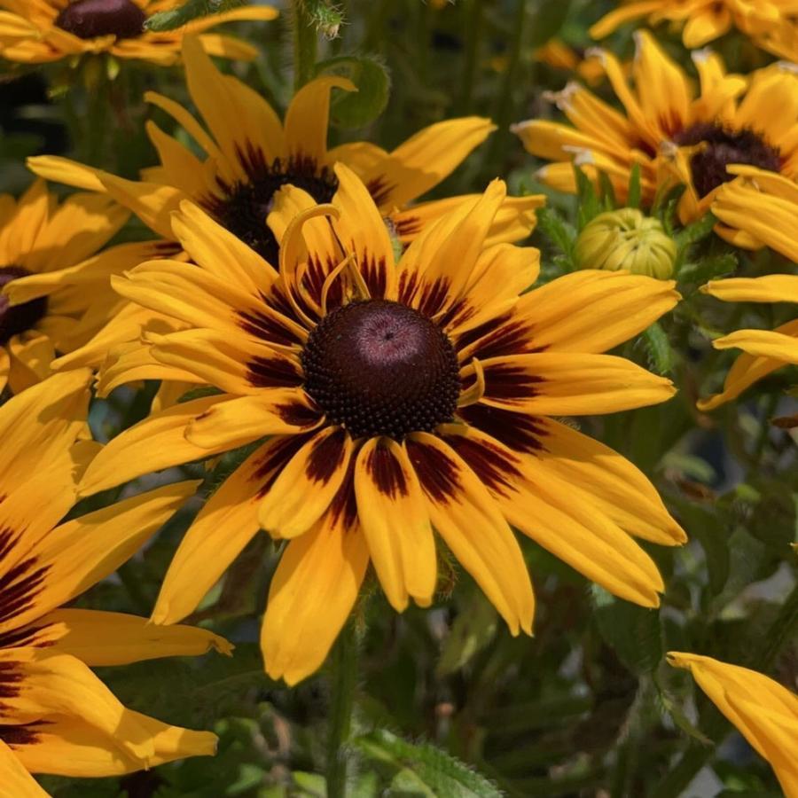 Rudbeckia Hirta Denver Daisy - View 3 from www redcrocus com