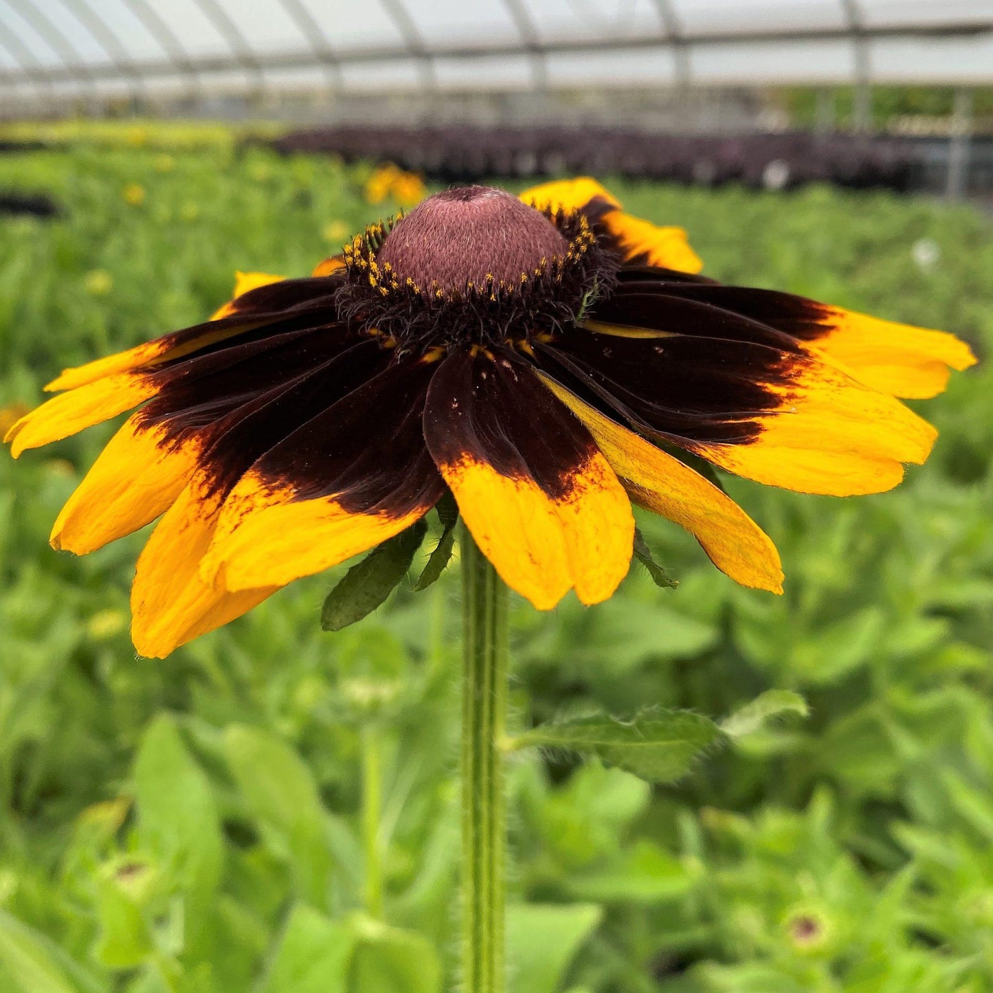 Rudbeckia Hirta Denver Daisy - View 4 from www redcrocus com
