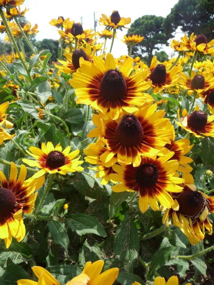 Rudbeckia Hirta Denver Daisy - View 5 from www redcrocus com