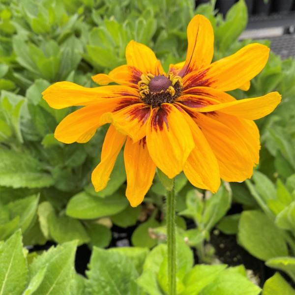 Rudbeckia Hirta Denver Daisy - View 7 from www redcrocus com