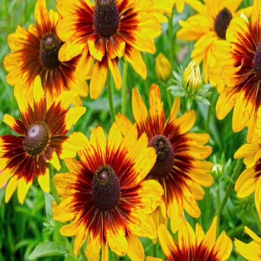 Rudbeckia Hirta Denver Daisy - View 8 from www redcrocus com