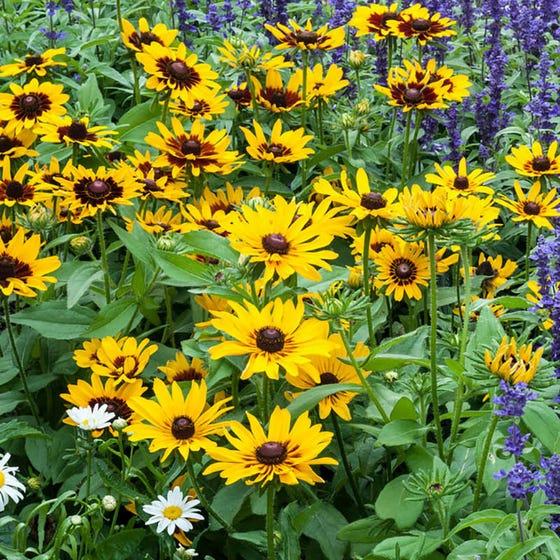 Rudbeckia Hirta Denver Daisy - View 9 from www redcrocus com