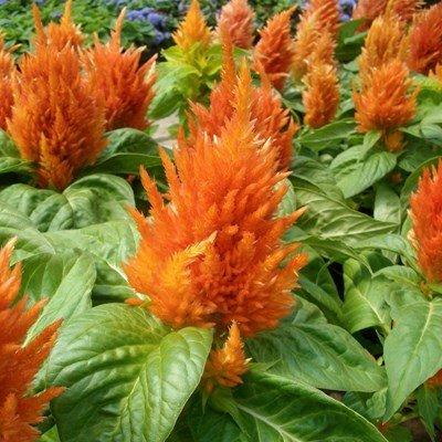 Celosia Fresh Look Orange - View 10 from www redcrocus com