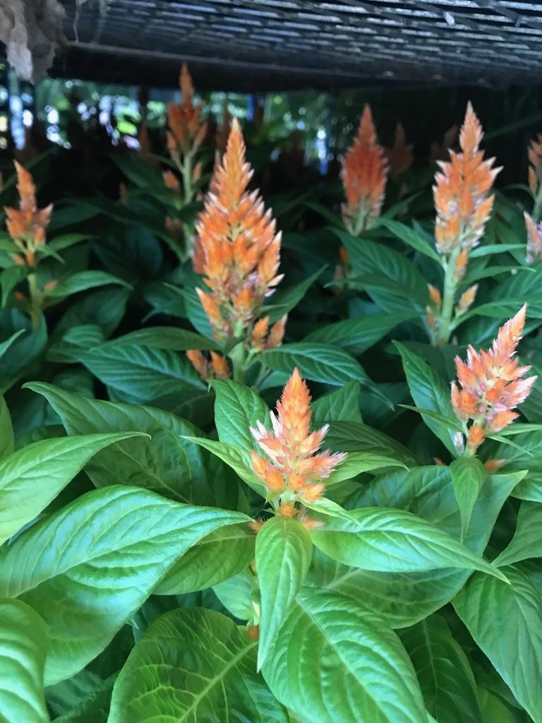 Celosia Fresh Look Orange - View 11 from www redcrocus com