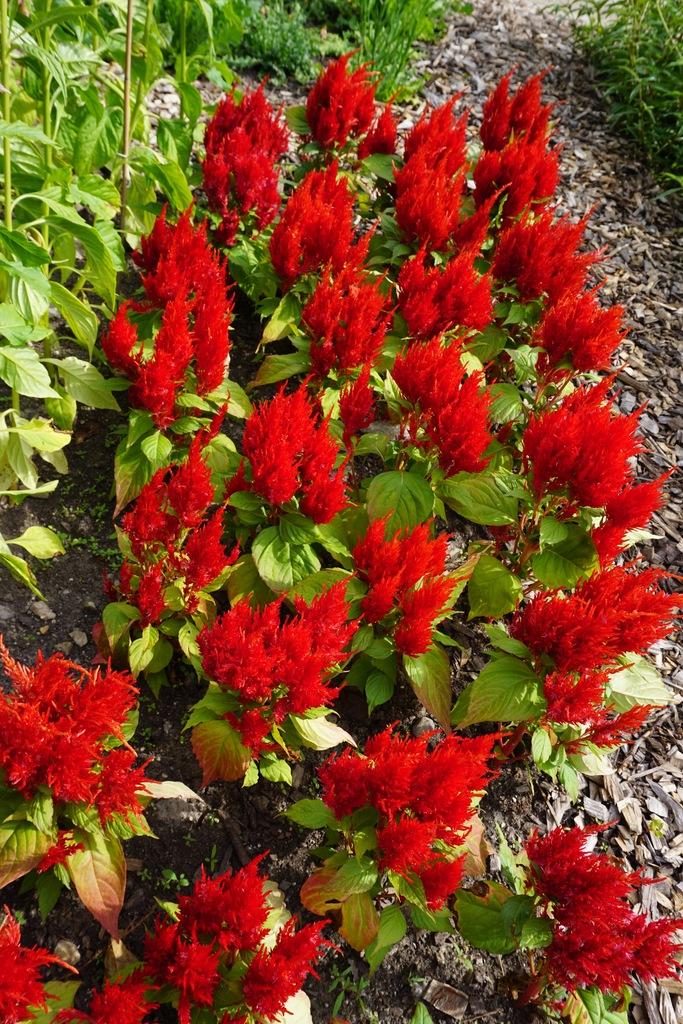 Celosia Fresh Look Orange - View 13 from www redcrocus com