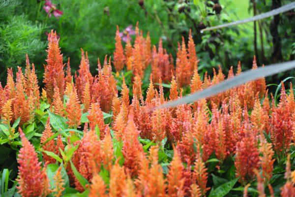 Celosia Fresh Look Orange - View 14 from www redcrocus com