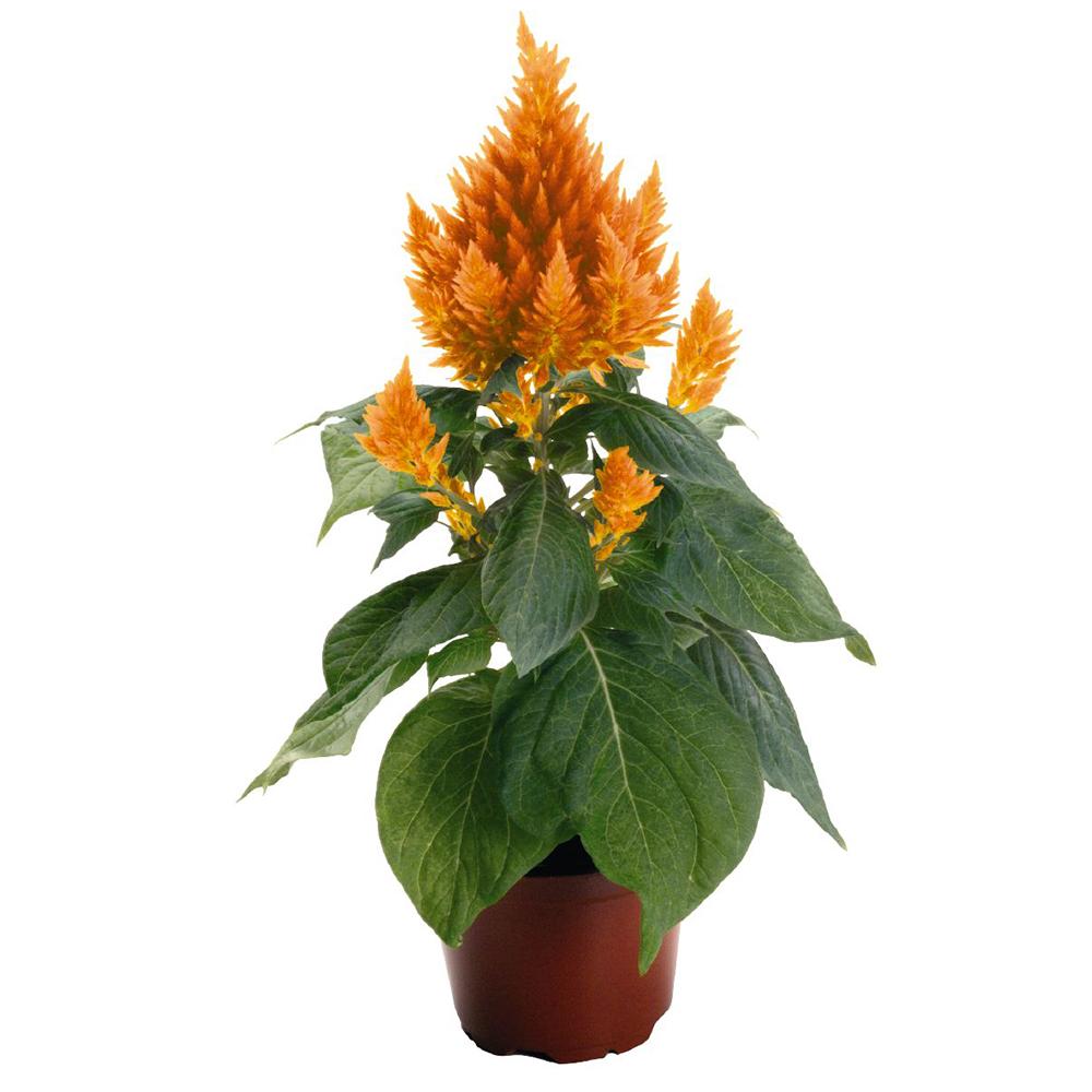 Celosia Fresh Look Orange - View 17 from www redcrocus com