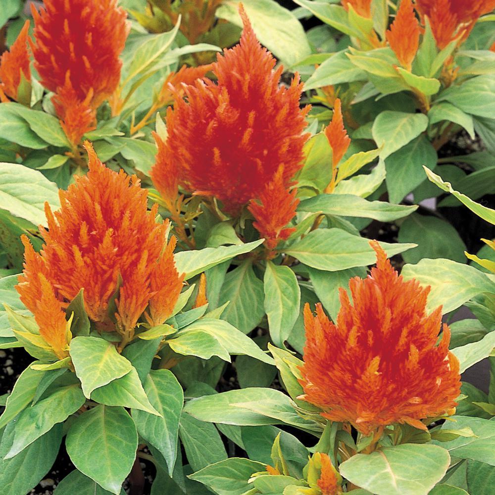 Celosia Fresh Look Orange - View 1 from www redcrocus com