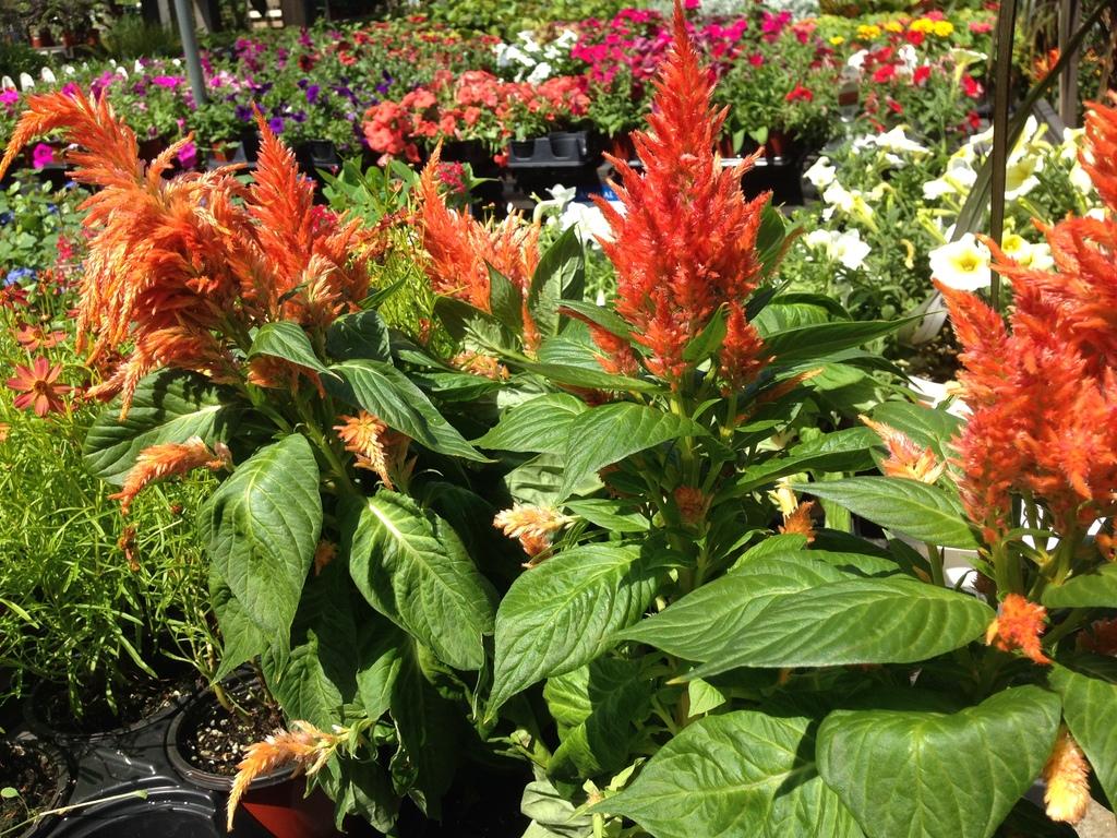 Celosia Fresh Look Orange - View 3 from www redcrocus com