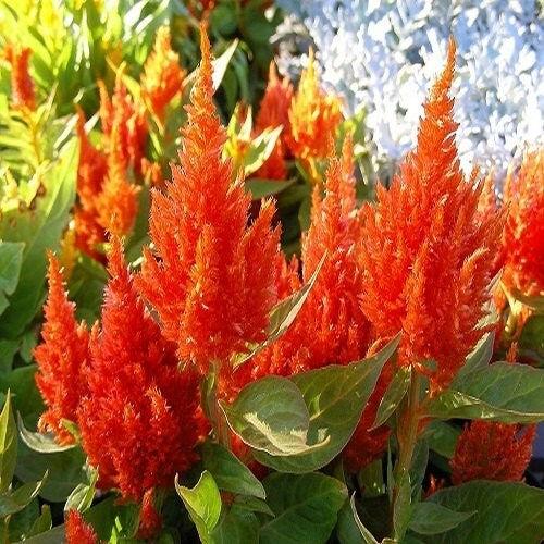 Celosia Fresh Look Orange - View 4 from www redcrocus com