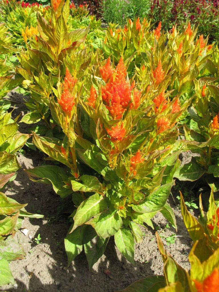Celosia Fresh Look Orange - View 6 from www redcrocus com