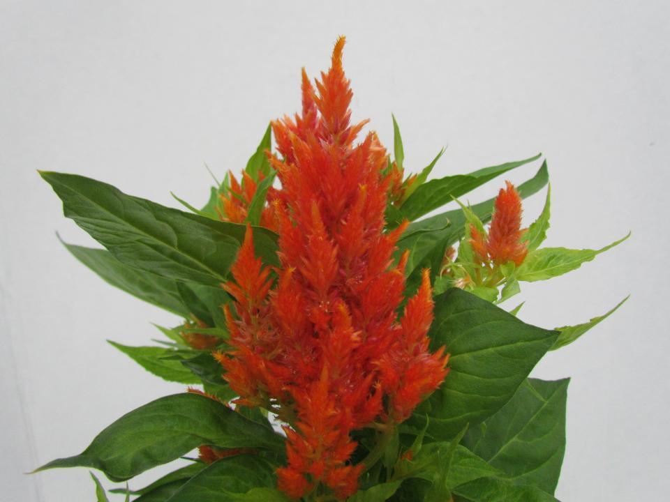 Celosia Fresh Look Orange - View 7 from www redcrocus com